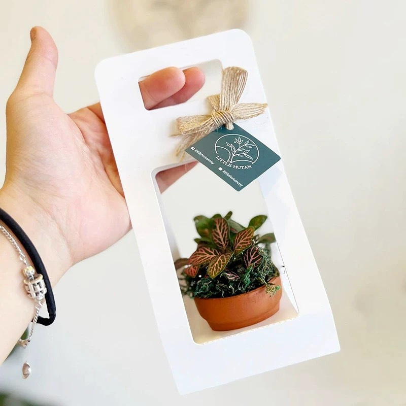 10er-Set Sukkulenten-Geschenkt – Flower Wrap Kraft Bewertung und Preis